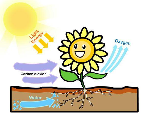 фотосинтез световая и темновая фазы фотосинтеза