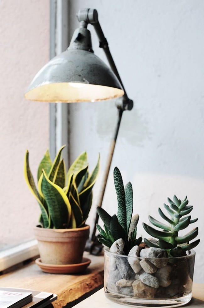 Лампа накаливания для освещения комнатных растений