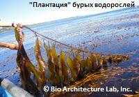 "Плантация" бурых водорослей для производства биотоплива