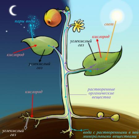 Световая и темновая фазы фотосинтеза