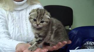Жерминаль Кити Лав - котенок редкой породы флэппиг