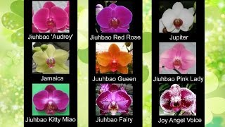 Сорта названия орхидей фаленопсис ❀ Phalaenopsis orchid varieties